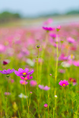 Naklejka premium Beautiful cosmos flower.