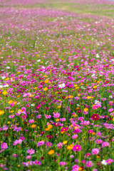 Beautiful cosmos flower.