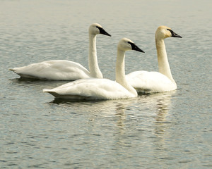 Three Trumpet Swansn