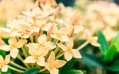 Obraz premium Spike flower, yellow flower spike and green leaves in the park .