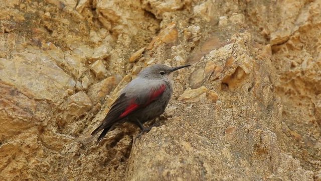 Wallcreeper rare bird in Thailand and Southeast Asia.
