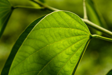 large green leaf with sunlight shining on it