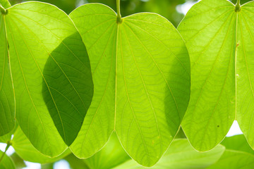 large green leaves with sunlight shining through