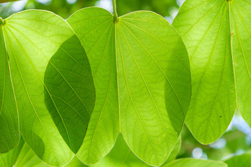 large green leaves with sunlight shining through