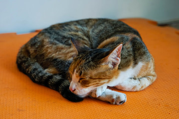 Cat sleeping