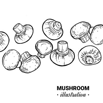Champignon hand drawn vector illustration. Sketch mushroom  drawing isolated on white background. Organic vegetarian product. Great for menu, label, product packaging, recipe