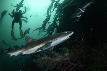 Close up of Banded Hound Shark in Blue Waters of Japan