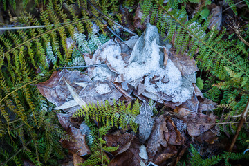 frosty fallen leaves