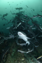Close up of Banded Hound Shark in Blue Waters of Japan