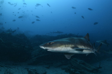 Close up of Banded Hound Shark in Blue Water of Japan