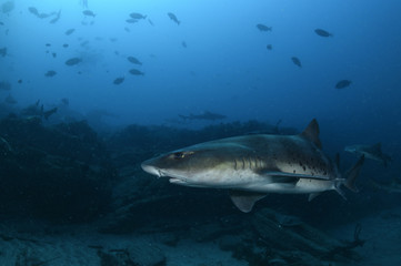 Obraz premium Close up of Banded Hound Shark in Blue Water of Japan