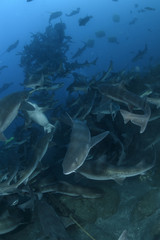 Fototapeta premium Feeding Frenzy of Banded Hound Sharks in Blue Water of Japan