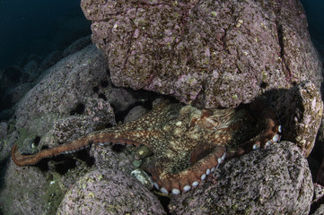 Giant Octopus Camouflaging in Cold Waters of Hokkaido, Japan