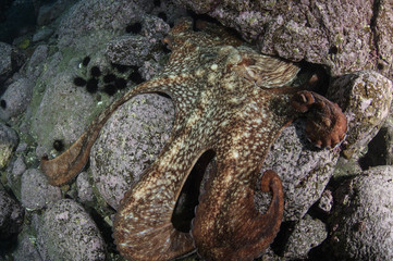 Giant Octopus Camouflaging in Cold Waters of Hokkaido, Japan