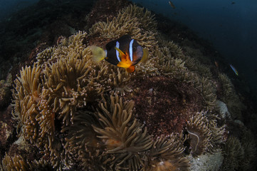 Fototapeta na wymiar Anemone Fish Swimming in Blue Waters of Japan