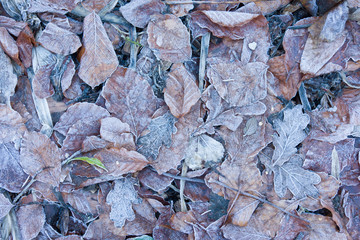 frosty fallen leaves