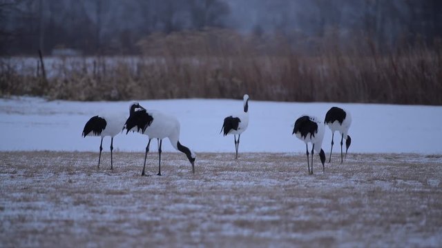 4k video of Beautiful Dancing and flying Red-crowned crane bird from kushiro hokkaido japan in winter season , Courting animal behavior