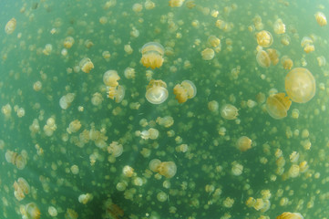 Tons of Beautiful Jellyfish Swimming Freely in Jellyfish Lake of Palau