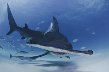 Hammerhead Shark Facing towards You in Clear Waters of Bahamas