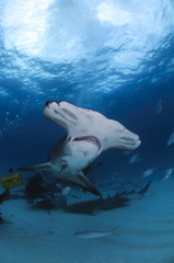 Hammerhead Shark Swimming among Divers in Open Water in Bahamas