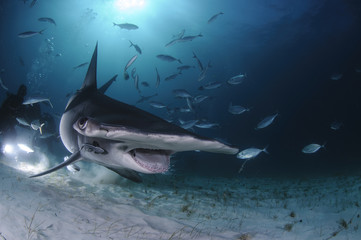 Hammerhead Shark Swimming among Divers with Open Mouth in Bahamas