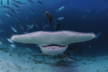 Closeup Shot of Hammerhead Shark Swimming towards You in Clear Waters of Bahamas - obrazy, fototapety, plakaty