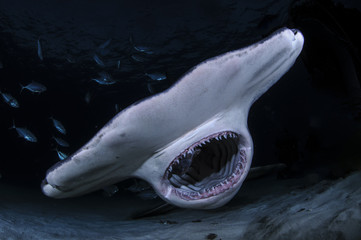 Hammerhead Shark with Open Mouth Showing Teeth in Dark Waters of Bahamas
