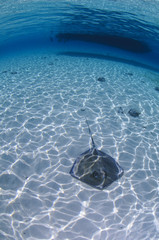 Stingray Swimming on Sandy Bottom of Crystal Clear Waters of Bahamas with Boat in Background