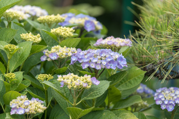 青いアジサイの花