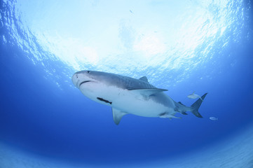 Tiger Shark Swimming Calmly though Open Blue Water in Bahamas