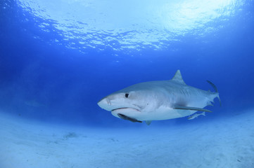 Obraz na płótnie Canvas Tiger Shark Swimming Calmly though Open Blue Water in Bahamas