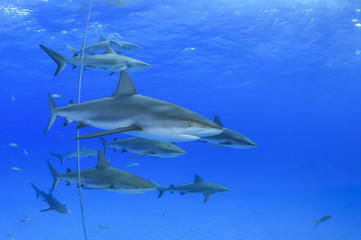 School of Caribbean Reef Sharks in Open Blue Waters of Bahamas
