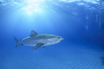 Fototapeta premium Tiger Shark Swimming Elegantly in Open Blue Waters of Bahamas