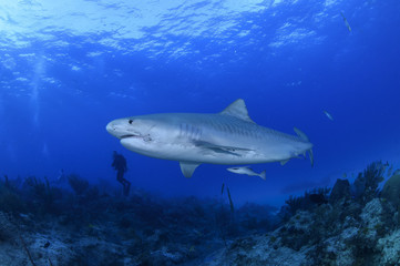 Fototapeta na wymiar Tiger Shark Gliding Calmly in Open Blue Waters of Tiger Beach in Bahamas
