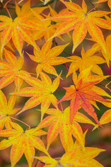Naklejka na ściany i meble Colorful maple leaves (Momiji) during autumn in Kyoto Japan