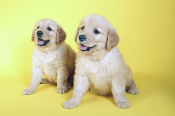 Two pup on yellow background. Retriever puppy dogs sitting together looking at the same positioning.