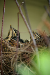 Robins in Nest