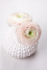 Tender and delecate ranunculus flowers