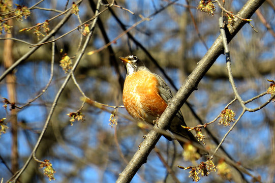 Buxomy Robin