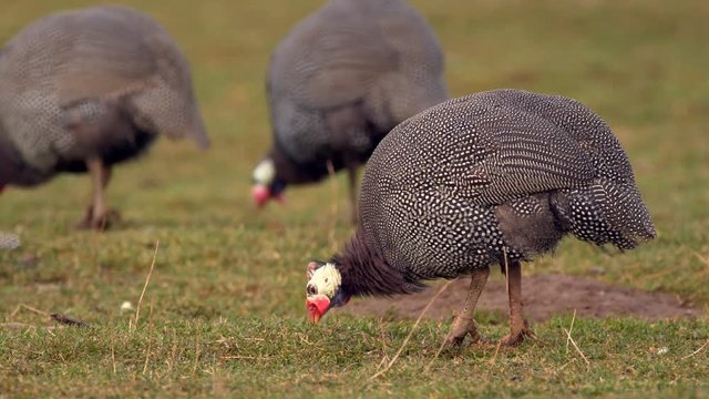 Helmeted guineafowl (Numida meleagris) pecking at ground