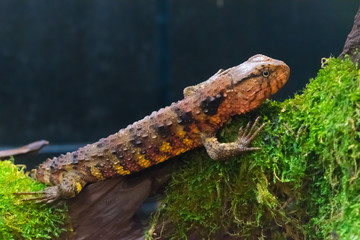 Shinisaurus crocodilurus