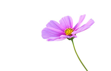 Pink Cosmos flower (Cosmos Bipinnatus) isolated on white background, clipping path included