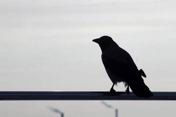 black crow sitting on a metal tube, light and shadow