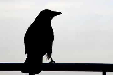 black crow sitting on a metal tube, light and shadow