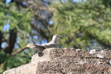 Obraz premium Tórtola a nuestro paso