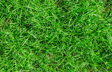 Green lawn, Backyard for background