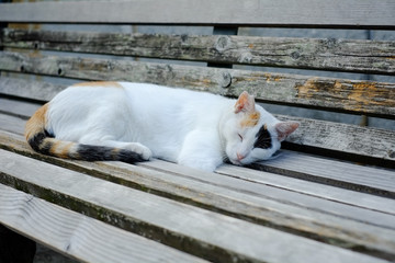 ベンチに寝そべる猫