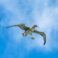 Brown booby, funny exotic bird flying in French Polynesia
