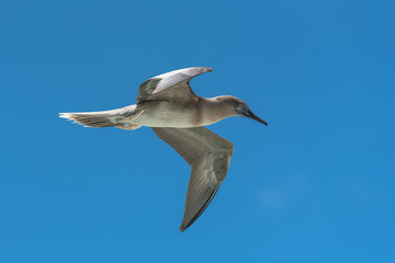 Brown booby, funny exotic bird flying in French Polynesia
