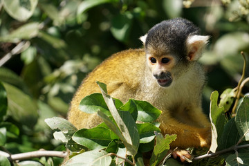 Squirrel Monkey Peers Out Through the Trees
